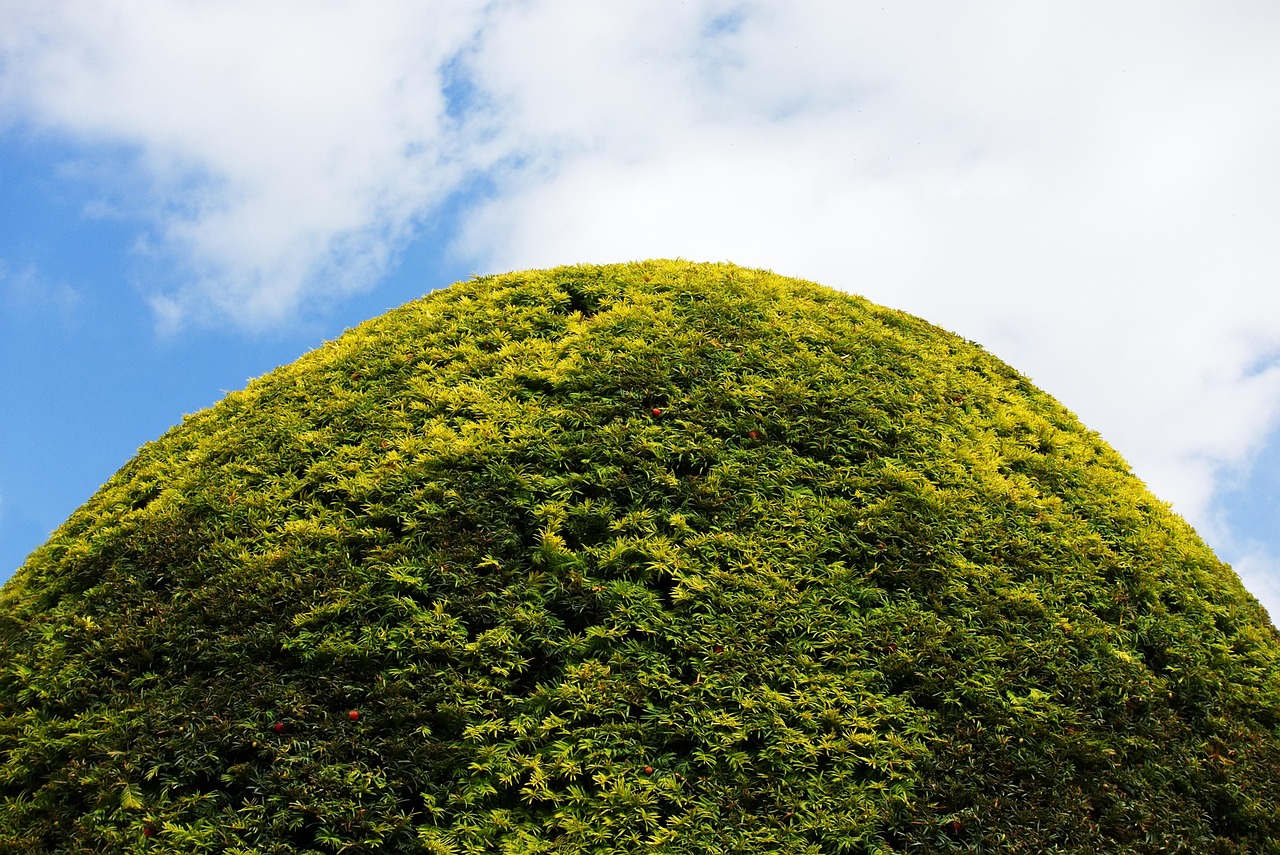 Formal garden with topiary